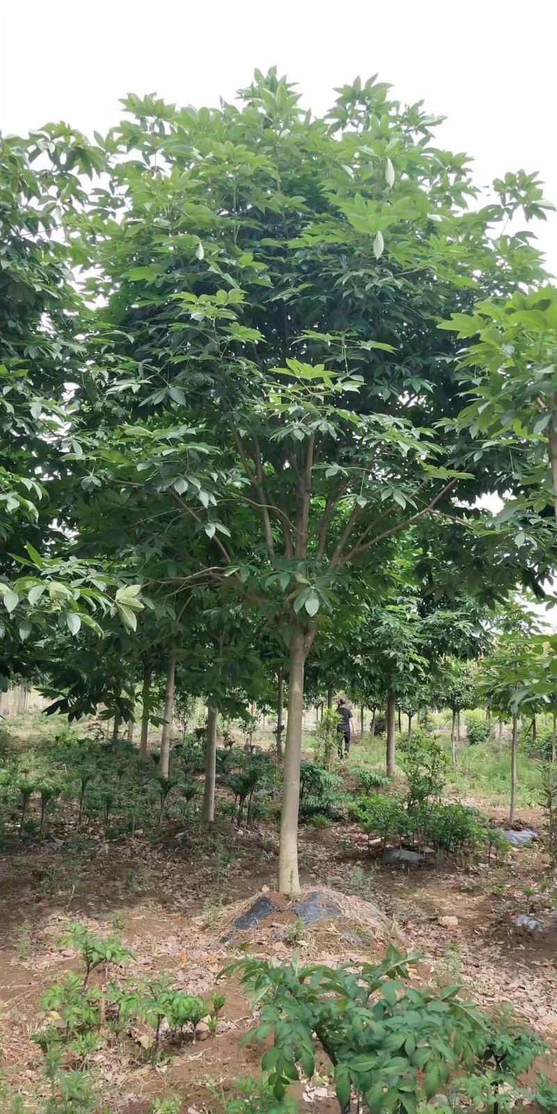 河南南阳供应各种规格七叶树，七叶树基地，