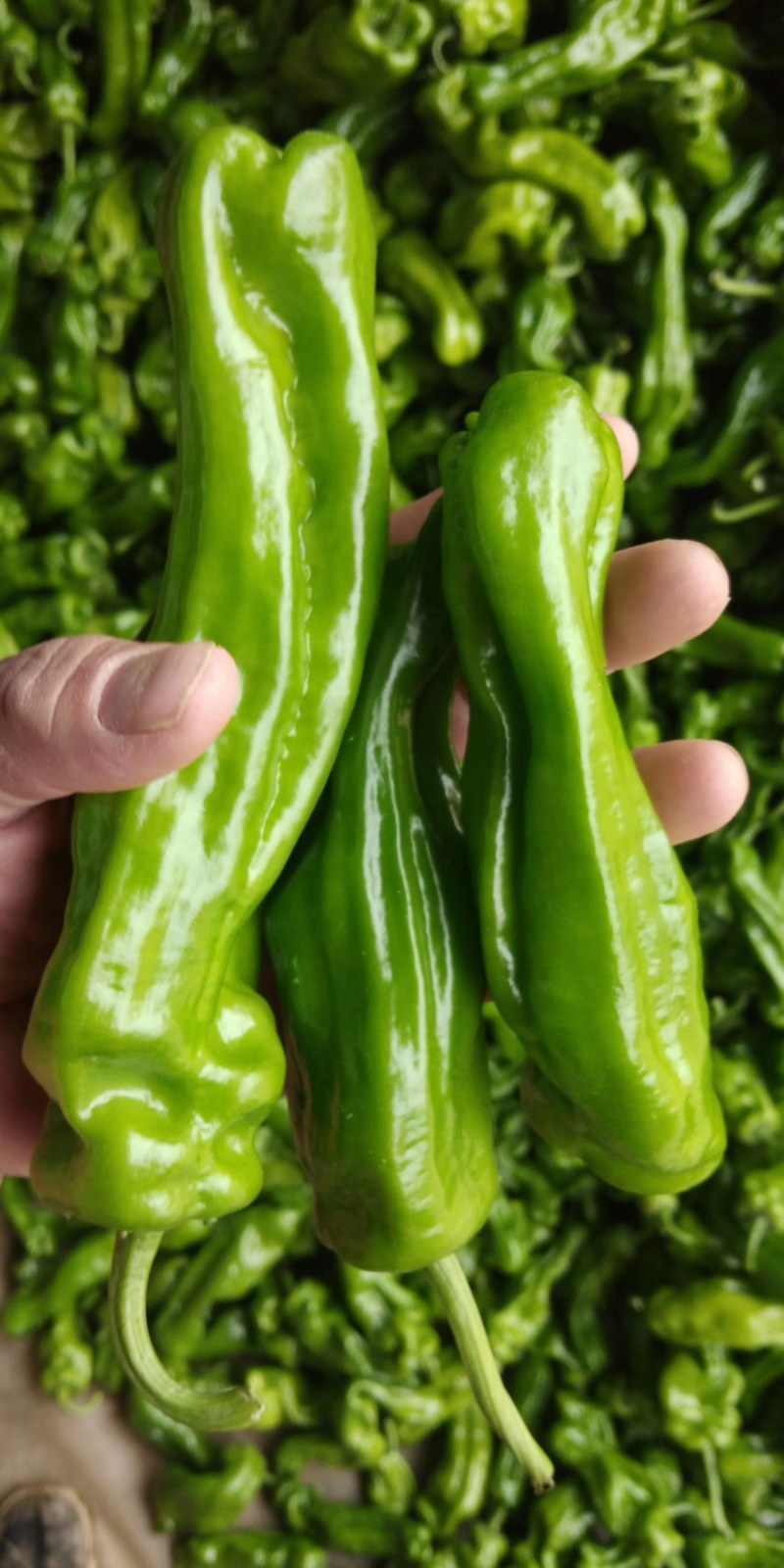 【精品辣椒】苏椒夏邑产地直发量大从优保质保量视频拿货