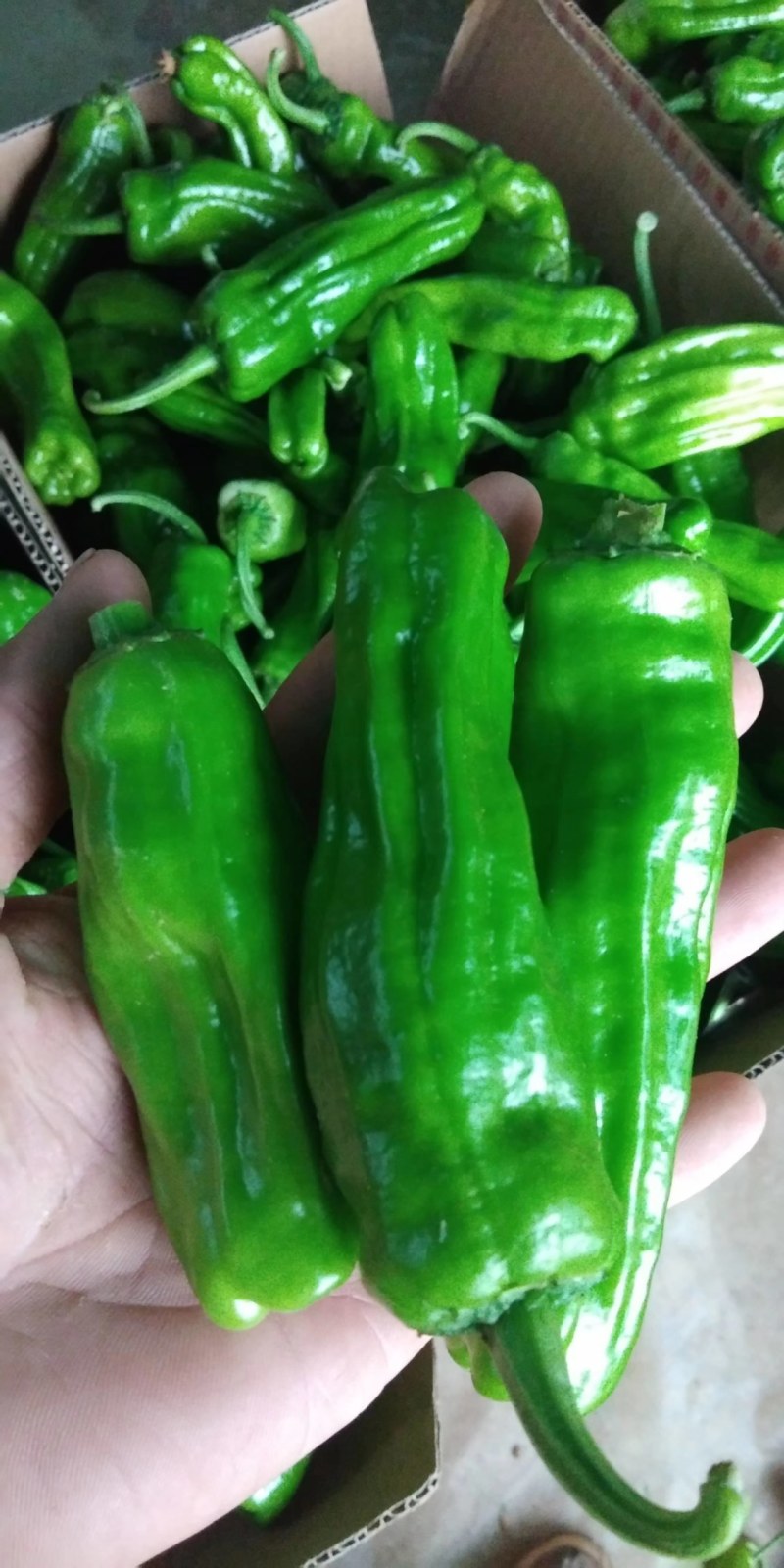 【精品辣椒】苏椒夏邑产地直发量大从优保质保量视频拿货
