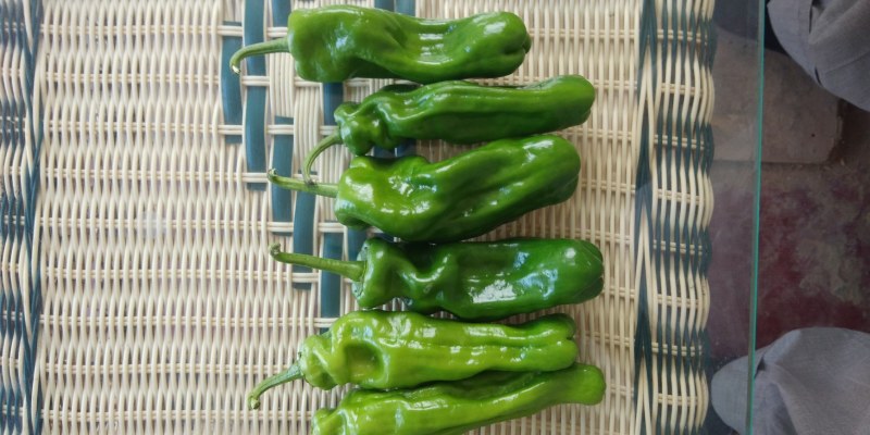 【精品辣椒】苏椒夏邑产地直发量大从优保质保量视频拿货