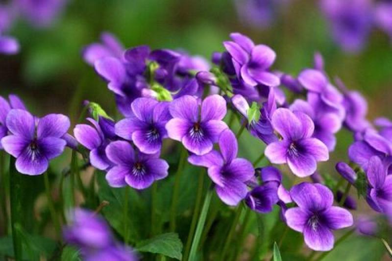 紫花地丁种子多年生草本全草入药可做地被绿化花卉