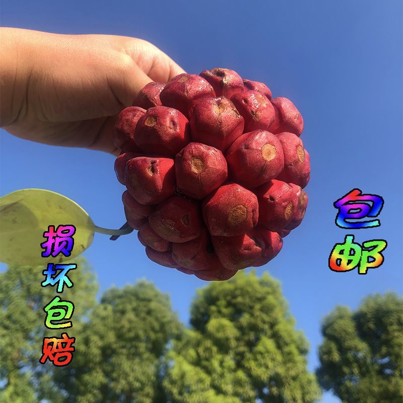 黑老虎恶魔果布福娜野生大血藤果稀有水果顺丰包邮包售售后