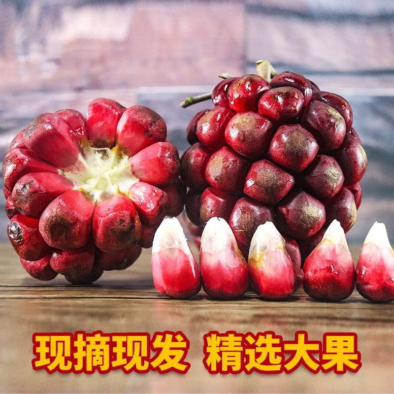 黑老虎恶魔果布福娜野生大血藤果稀有水果顺丰包邮包售售后