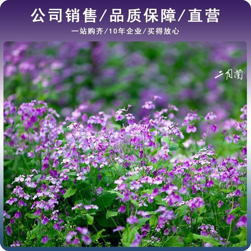 二月兰花种子四季种易活二月兰花籽多年生宿根诸葛菜种子耐阴