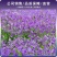 二月兰花种子四季种易活二月兰花籽多年生宿根诸葛菜种子耐阴