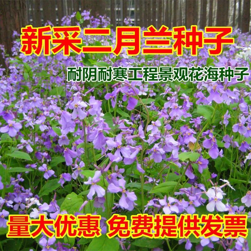 二月兰花种子四季种易活二月兰花籽多年生宿根诸葛菜种子耐阴