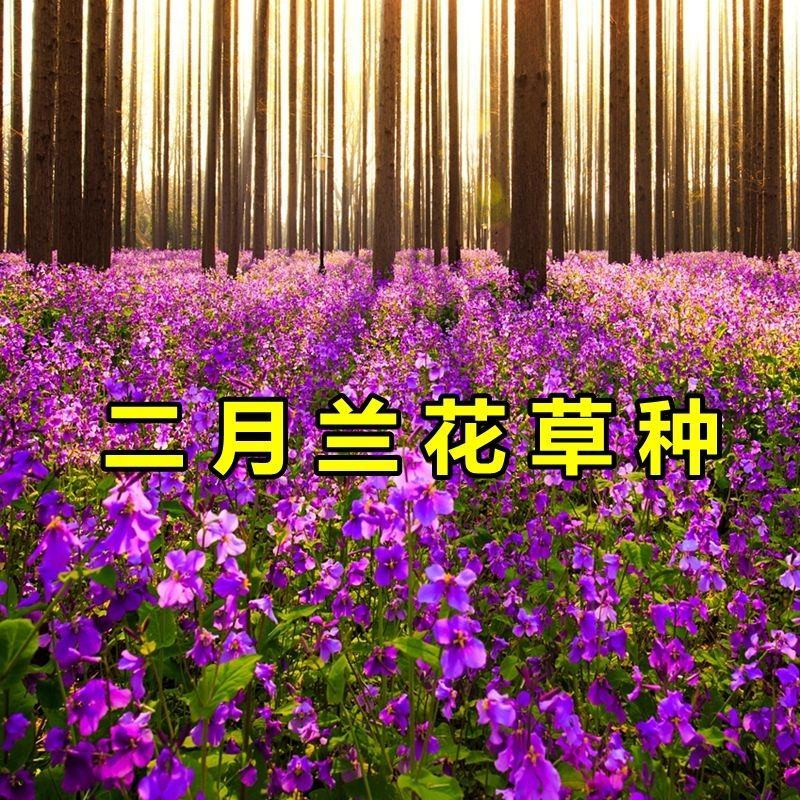 二月兰花种子四季种易活二月兰花籽多年生宿根诸葛菜种子耐阴