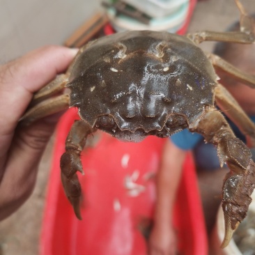 黄河口大闸蟹