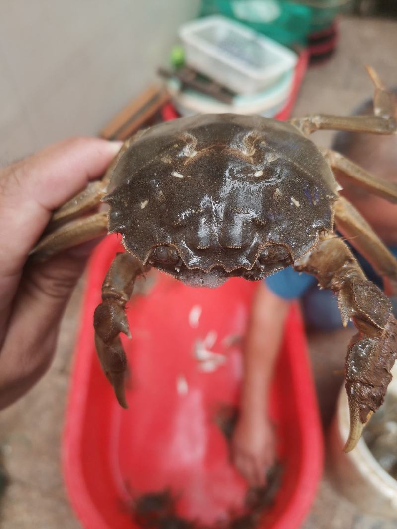 黄河口大闸蟹