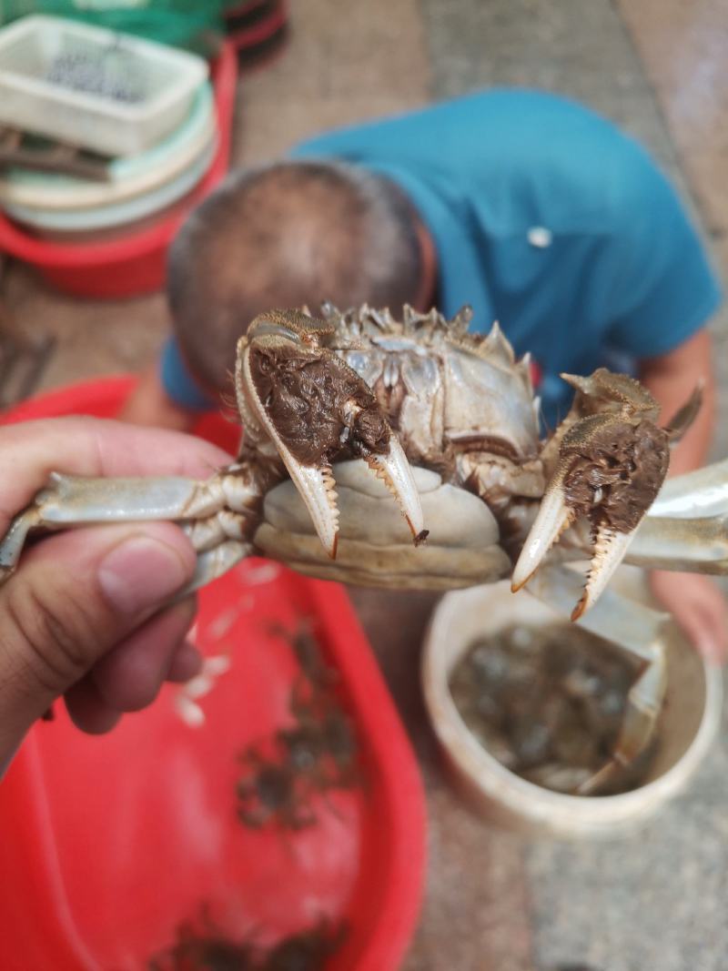 黄河口大闸蟹