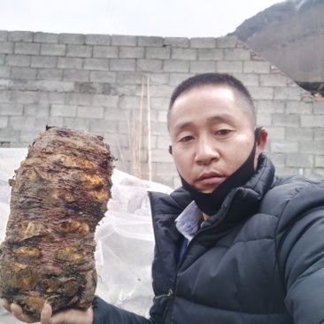 正宗马蹄大黄苗，自产自销，保质保量，保出苗，可来基地考察！