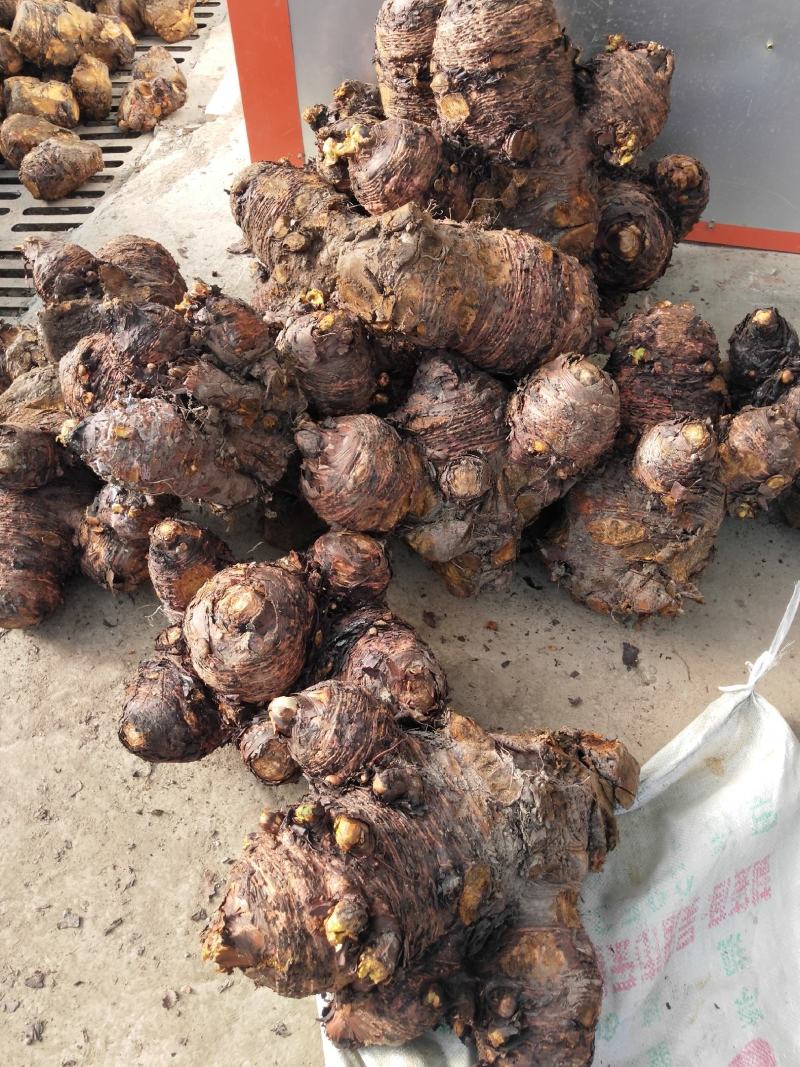 正宗马蹄大黄苗，自产自销，保质保量，保出苗，可来基地考察！