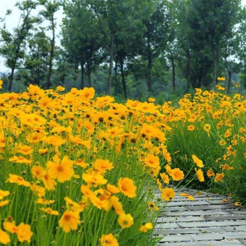 多年生大花金鸡菊种子四季易播金钱菊花籽景观花卉花海种子