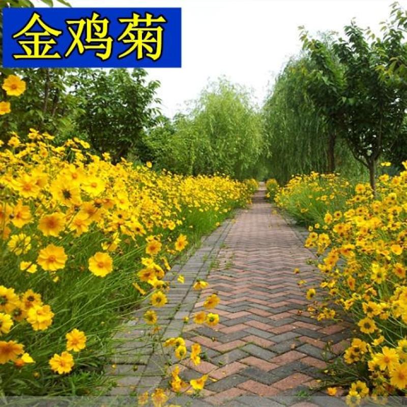 多年生大花金鸡菊种子四季易播金钱菊花籽景观花卉花海种子