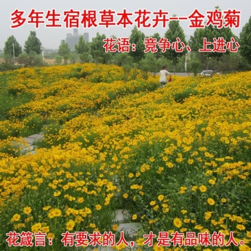 多年生大花金鸡菊种子四季易播金钱菊花籽景观花卉花海种子