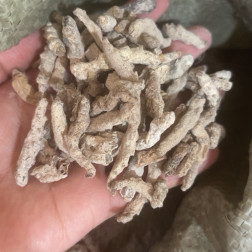 僵蚕白僵蚕天虫正品中药材批发包邮