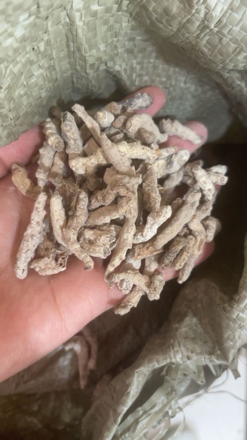 僵蚕白僵蚕天虫正品中药材批发包邮