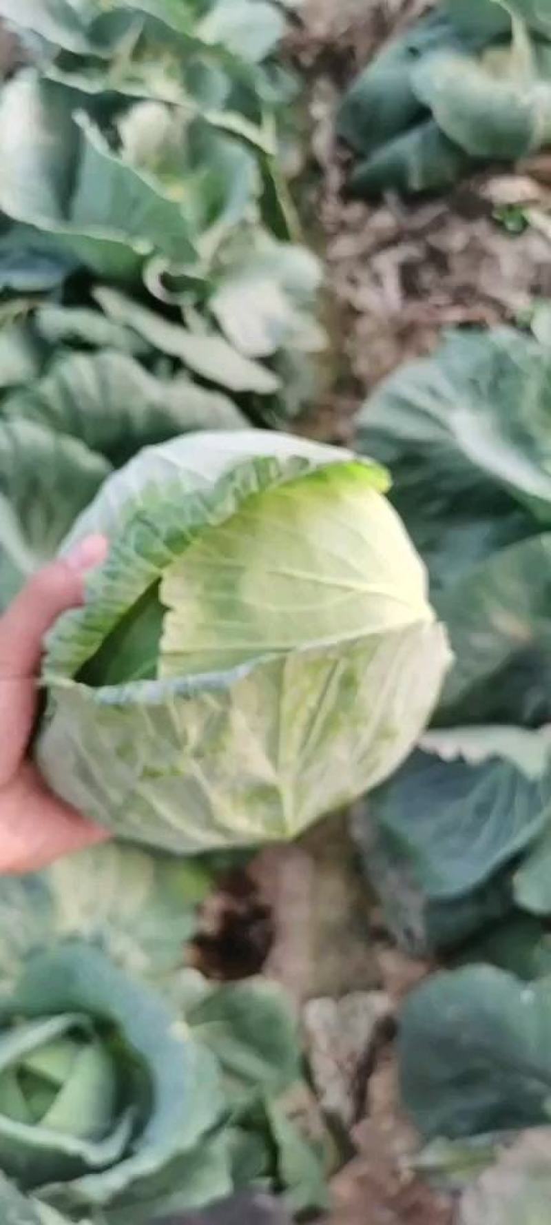 甘蓝大量供应一手货源价格美丽需要联系