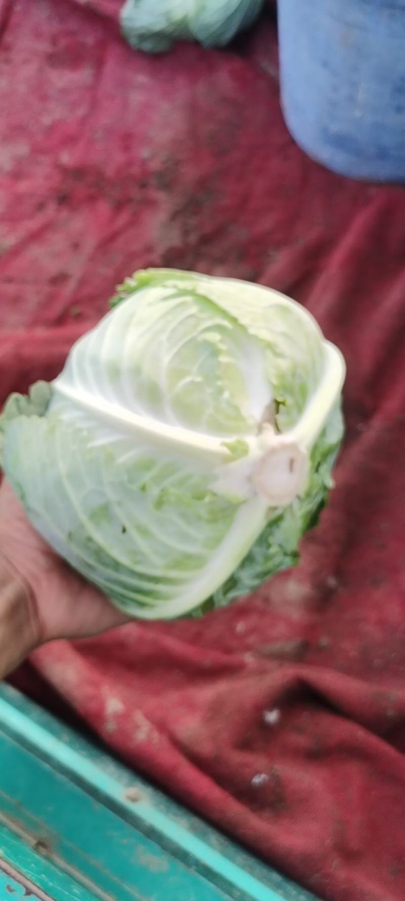 甘蓝大量供应一手货源价格美丽需要联系