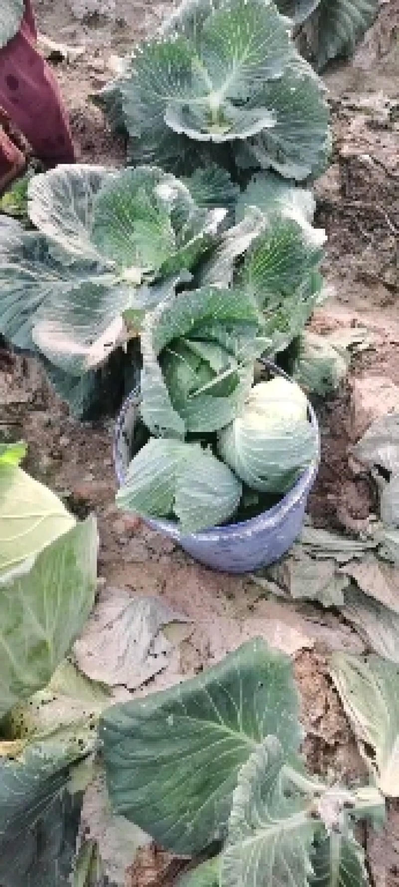 甘蓝大量供应一手货源价格美丽需要联系