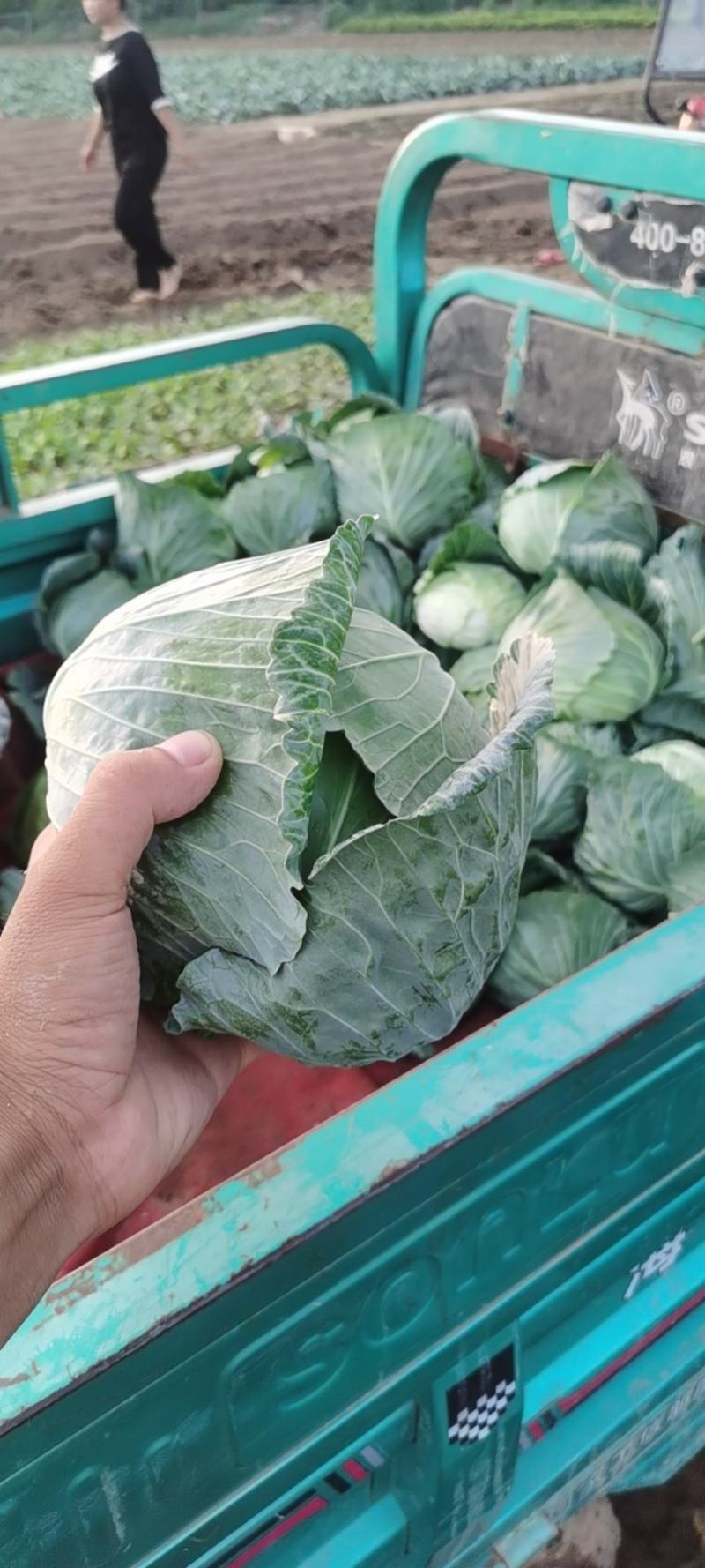 甘蓝大量供应一手货源价格美丽需要联系
