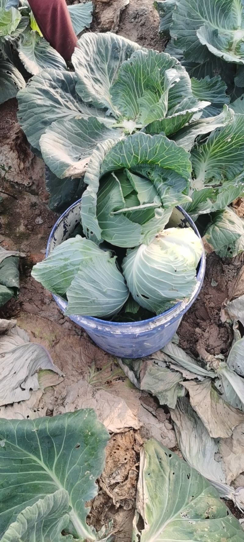 甘蓝大量供应一手货源价格美丽需要联系
