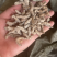 僵蚕白僵蚕天虫正品中药材批发包邮