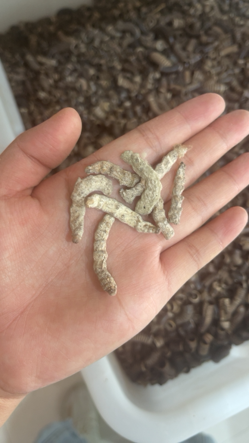 僵蚕白僵蚕天虫正品中药材批发包邮