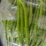 【精品货源】线椒黑线黄线货源充足大量上市