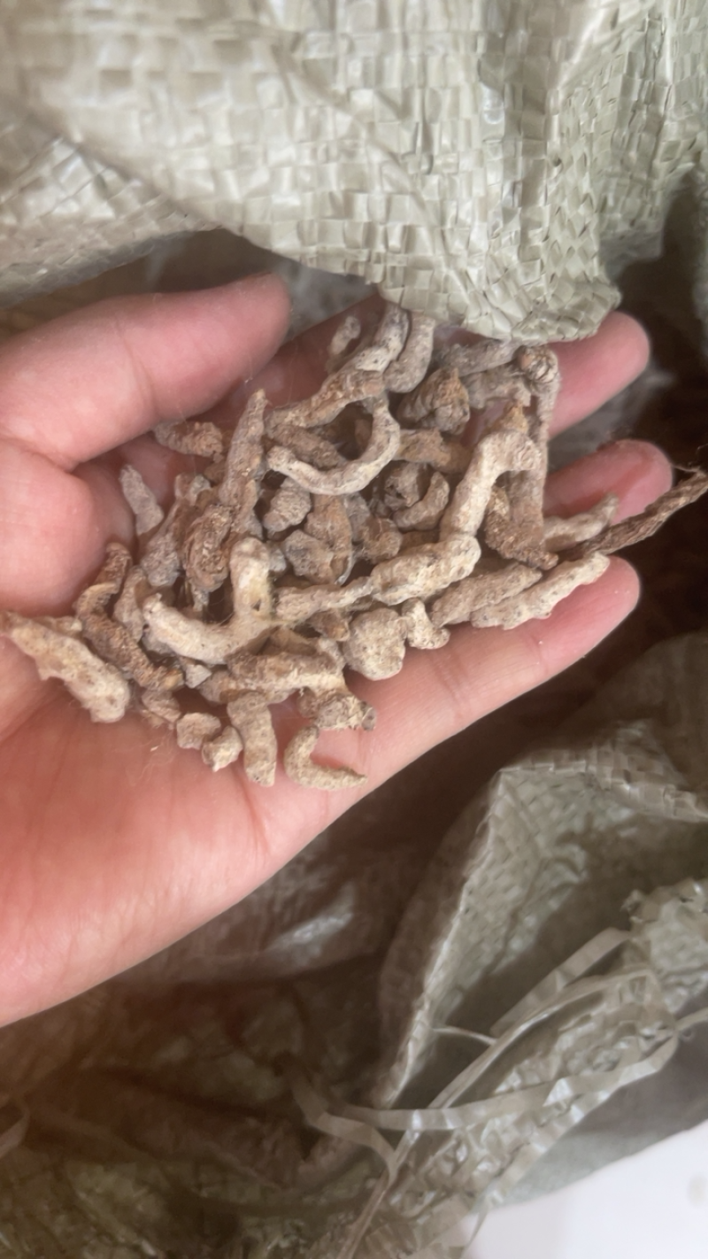 僵蚕白僵蚕天虫正品中药材批发包邮
