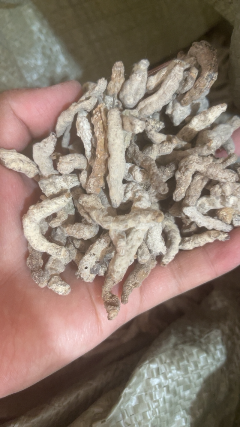 僵蚕白僵蚕天虫正品中药材批发包邮