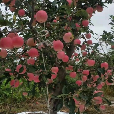 辽宁嘎啦苹果