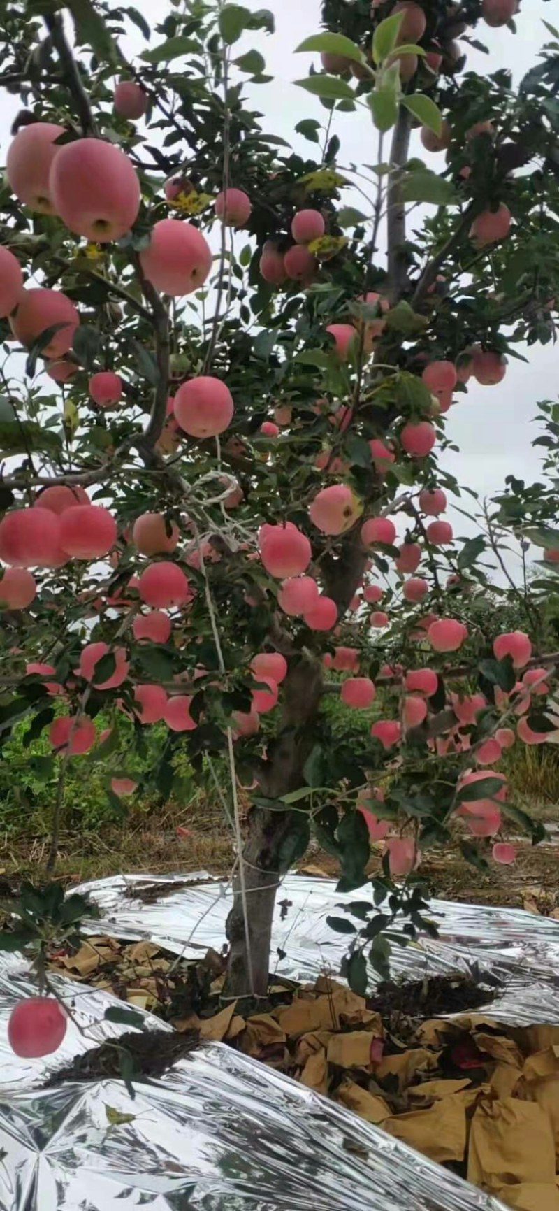 辽宁嘎啦苹果