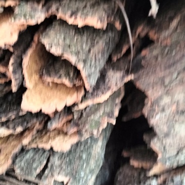 青冈树皮粗皮质地软棉