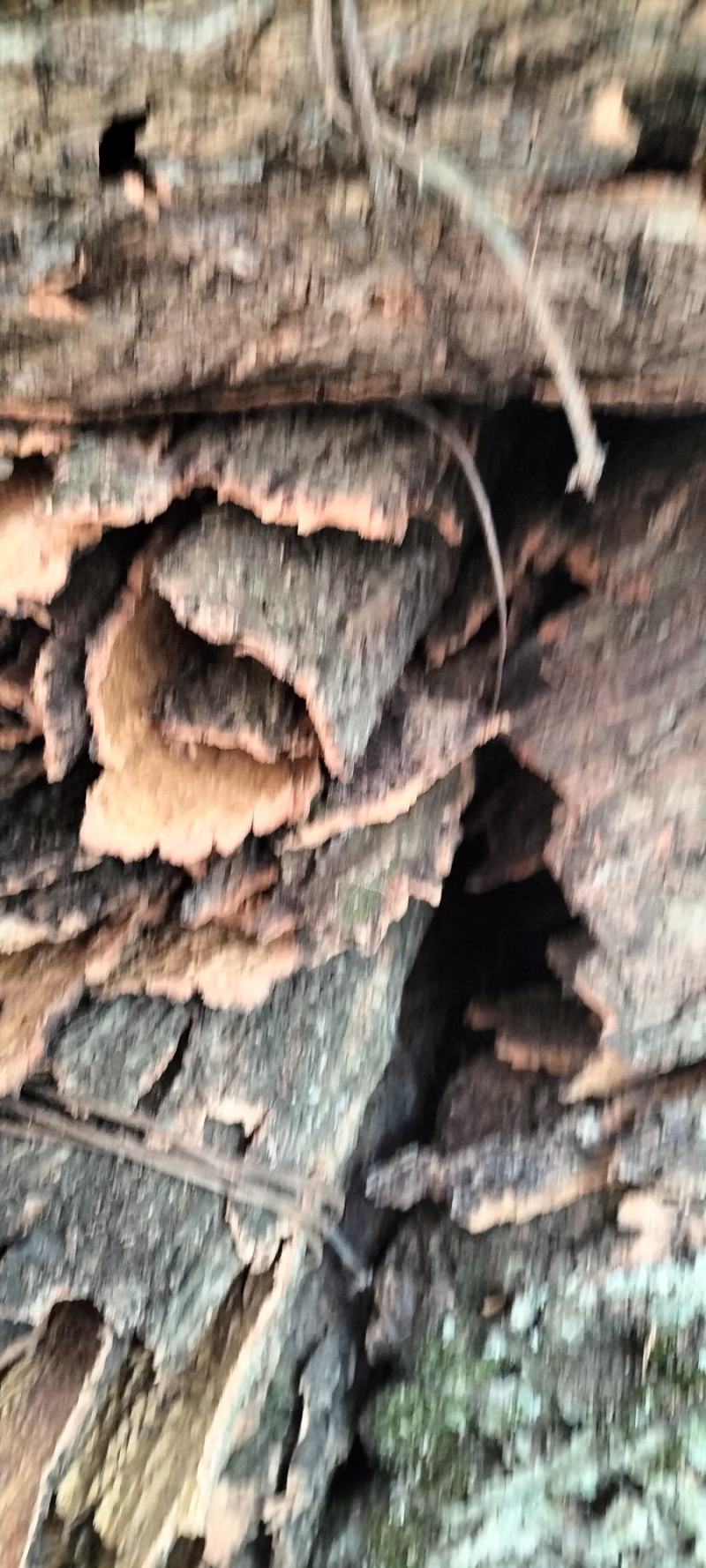 青冈树皮粗皮质地软棉