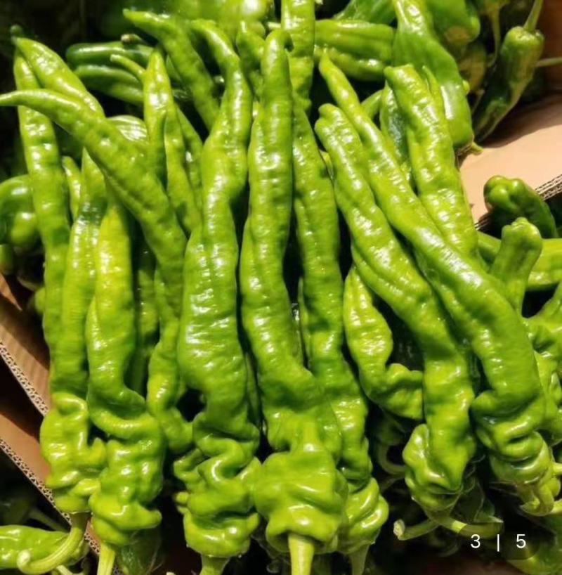 301鲜辣椒，费县各种鲜辣椒大量上市，产地直供，代收代发