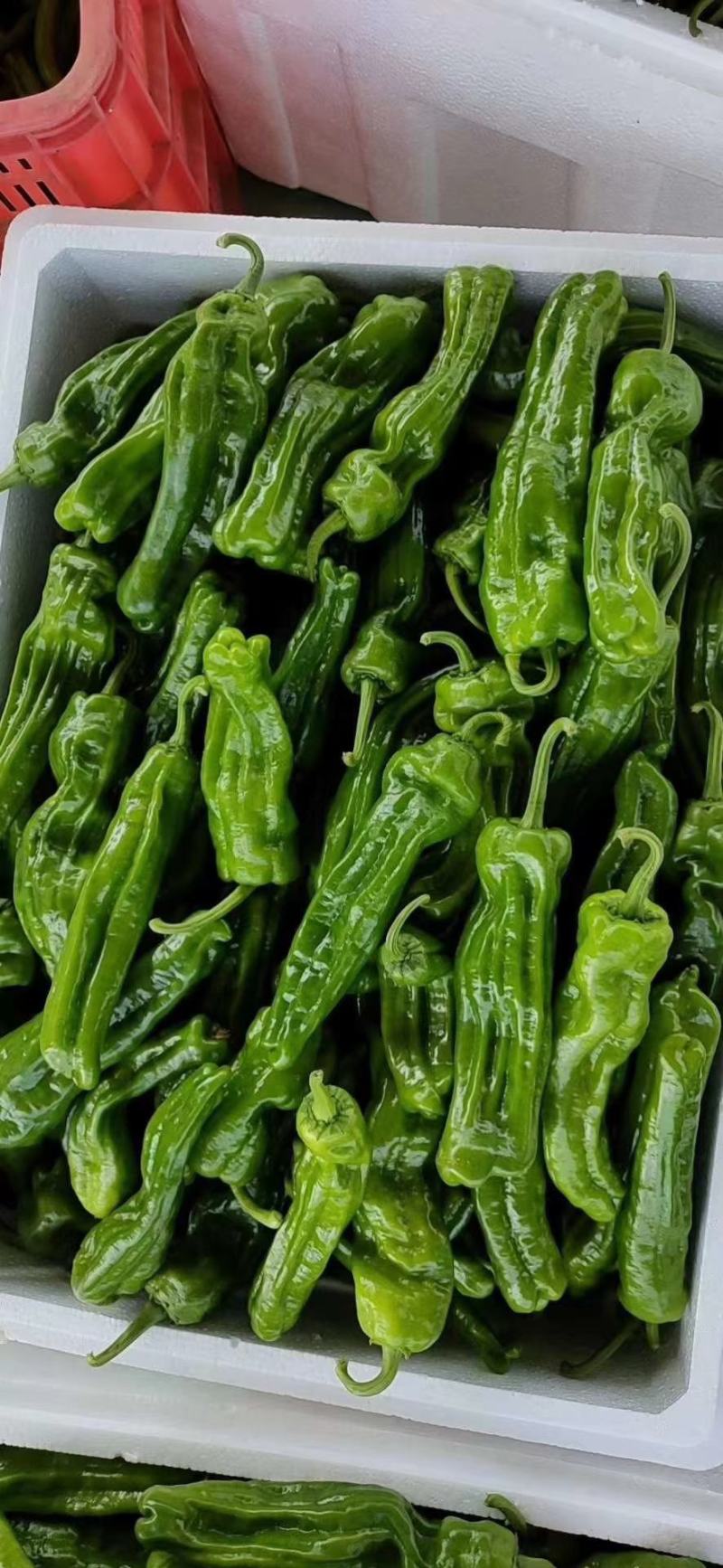 301鲜辣椒，费县各种鲜辣椒大量上市，产地直供，代收代发