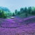 柳叶耐寒马鞭草花种子多年生花海花籽室外庭院景观花卉种子籽