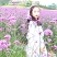 柳叶耐寒马鞭草花种子多年生花海花籽室外庭院景观花卉种子籽