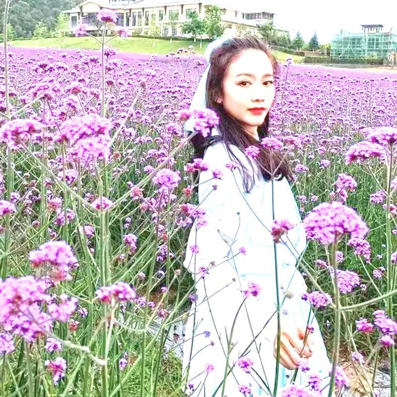 柳叶耐寒马鞭草花种子多年生花海花籽室外庭院景观花卉种子籽