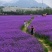 柳叶耐寒马鞭草花种子多年生花海花籽室外庭院景观花卉种子籽