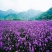柳叶耐寒马鞭草花种子多年生花海花籽室外庭院景观花卉种子籽