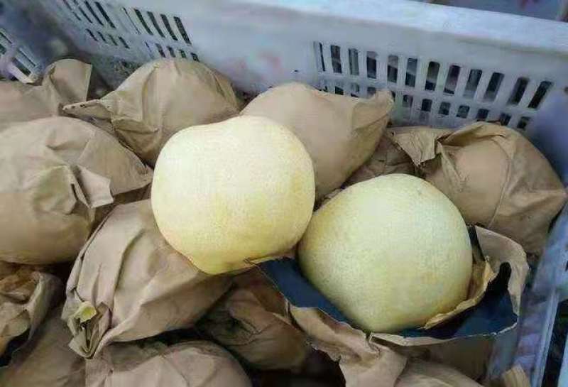 山东黄金梨丰水梨秋月梨大量上市了，货源充足，全国发过货.