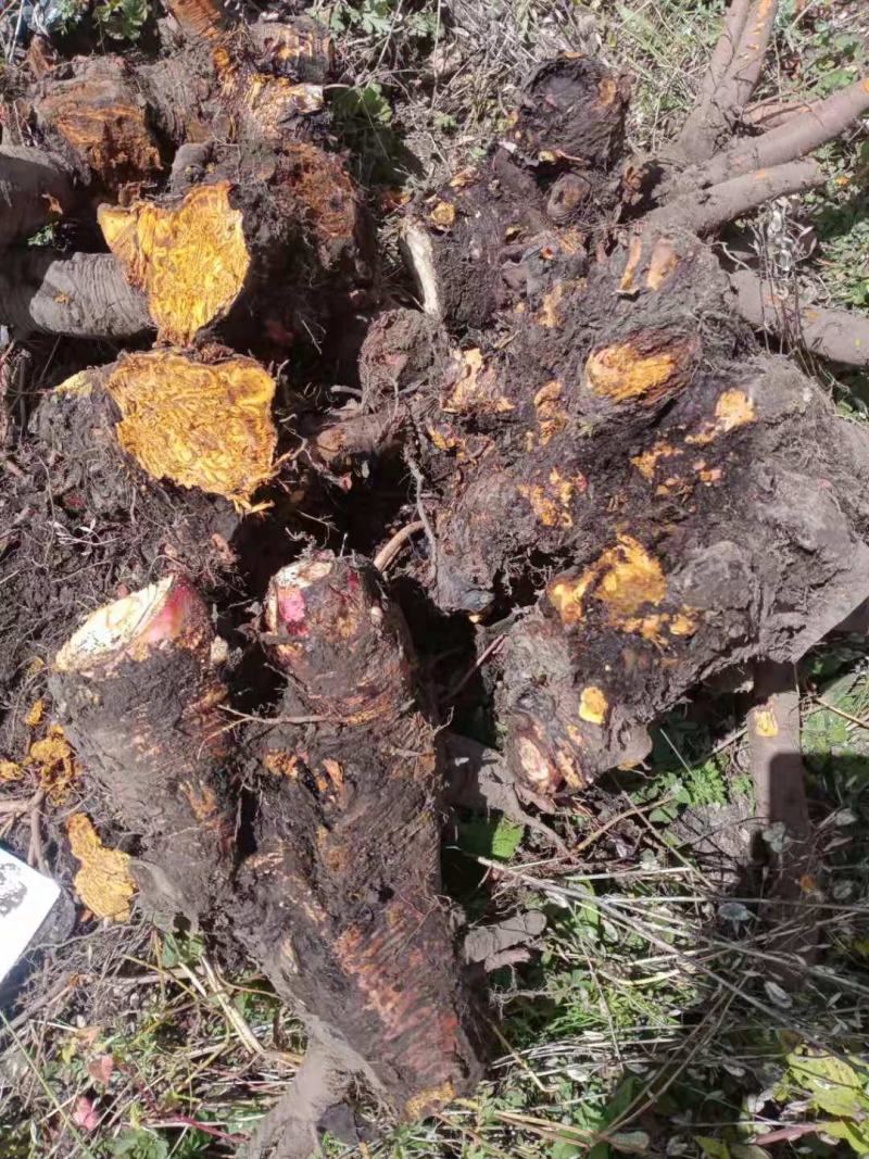 大黄药用自产自销产地直发一首货源