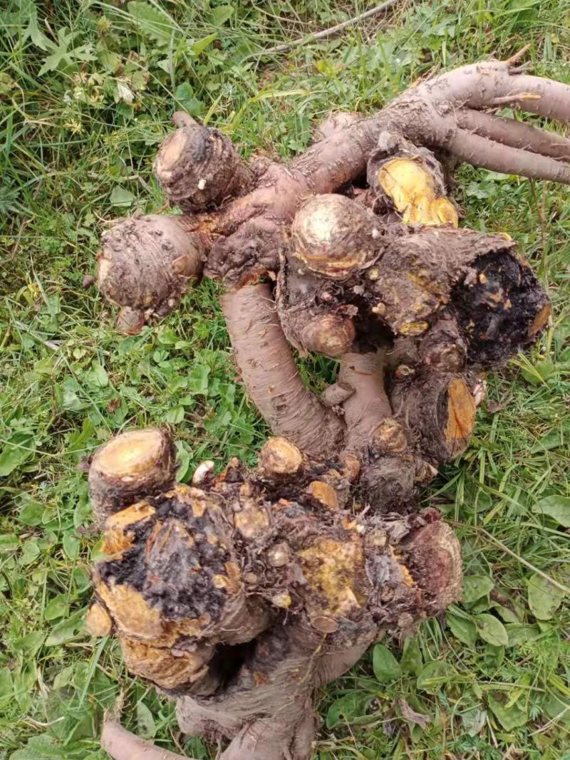 大黄药用自产自销产地直发一首货源