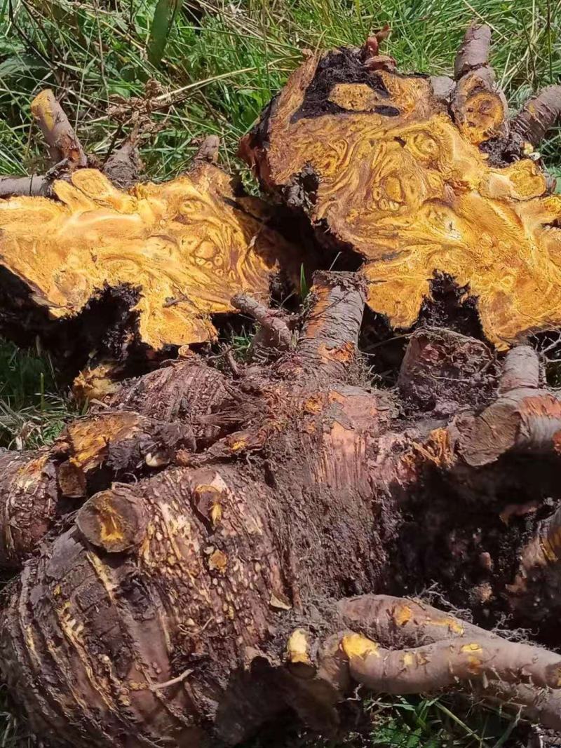 大黄药用自产自销产地直发一首货源