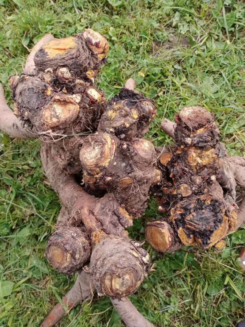 大黄药用自产自销产地直发一首货源