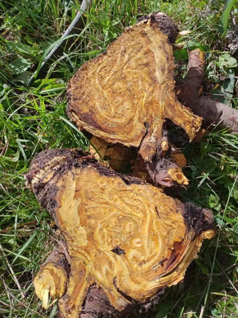 大黄药用自产自销产地直发一首货源