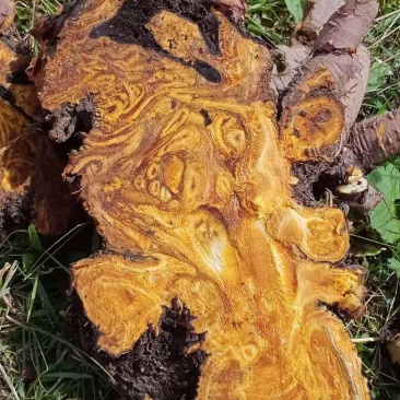 大黄药用自产自销产地直发一首货源