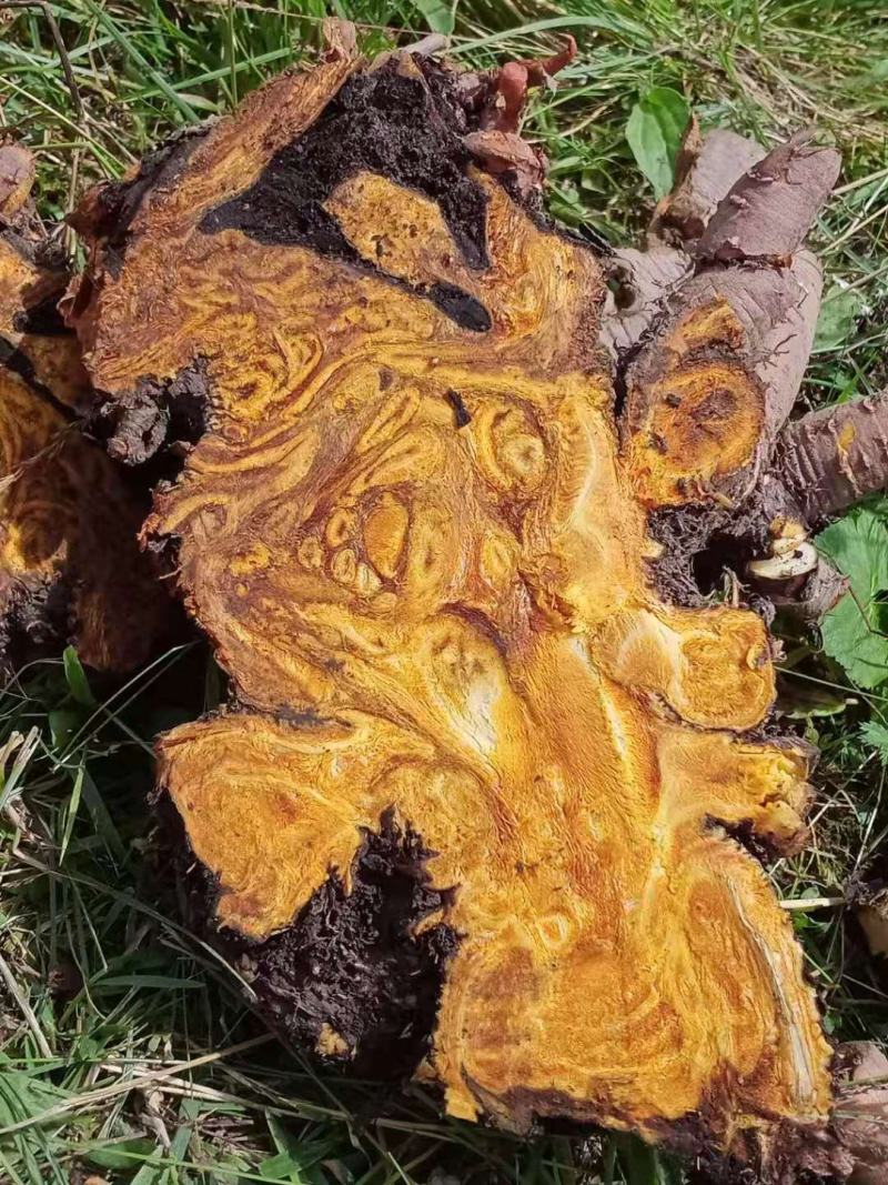 大黄药用自产自销产地直发一首货源